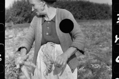 3172_Woman picking carrots, Camden County, New Jersey