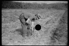 3173_Tying carrots in bunches, Camden County, New Jersey