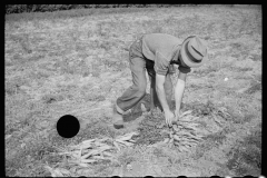 3174_Tying carrots in bunches, Camden County, New Jersey