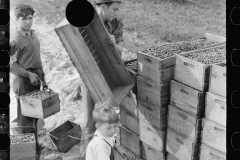 3176_Possibly child labour, cranberry picking , Burlington County, New Jersey