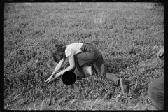 3181_Possibly child labour in cranberry bog, Burlington County, New Jersey