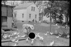 3229_Wife of homesteader in garden