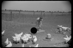 3236_Farmer's wife feeding chickens