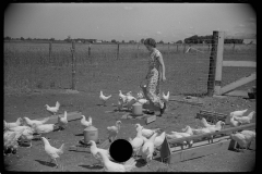 3237_Farmer's wife feeding chickens