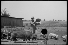 3253_Farmer feeding pigs , Scioto Farms, Ohio