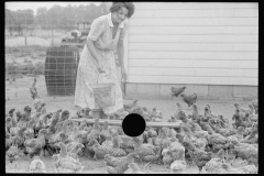 3286_Feeding chickens, Wabash Farms, Indiana