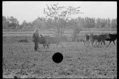 3299_Driving the cows to/ from pasture, Wabash Farms, Indiana