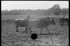 3300_Driving the cows to/ from pasture, Wabash Farms, Indiana