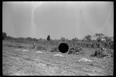 3313_Farm labourer with husked corn, Camden County, New Jersey