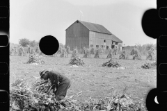 3321_Husking corn , Camden County, New Jersey