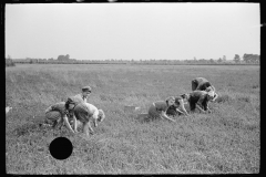 3322_Family of cranberry pickers, Burlington County, New Jersey