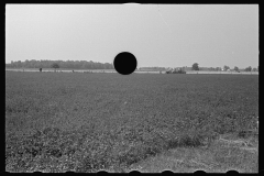 3338_Field of young corn, central Ohio