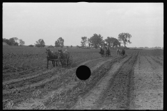 3345_Cultivating corn with two-row cultivator, central Ohio