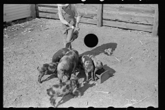 3427_ Feeding the pigs. Irwinville Farms, Georgia
