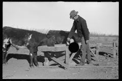 3458_Farmer feeding calves. Republic County, Kansas