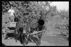 3460_ Mule wagon ,  Coffey County, Kansas