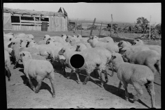 3473_Flock of sheep , penned on farm ,  Ottawa County, Kansas