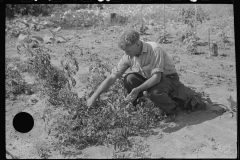 3580_Former miner with his garden Jere, West Virginia