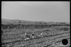 3709_ Children digging potatoes in community garden , Tygart Valley