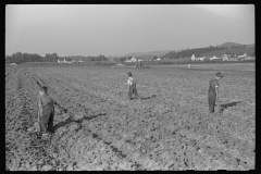 3712_Children digging potatoes community garden , Tygart Valley