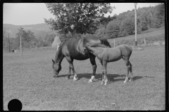 3723_ Mare and young colt , Tygart Valley, West Virginia