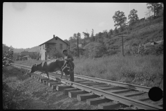 3754_Cow walking along the tracks,  Scotts Run, West Virginia