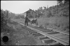 3755_Cow walking along the tracks,  Scotts Run, West Virginia