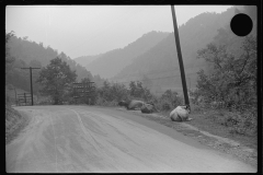 3831_Stray cattle ,  Mohegan, West Virginia