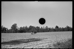 3926_Homesteader at Roanoke Farms, North Carolina