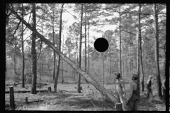 3945_ Land clearing on Roanoke Farms Project, North Carolina