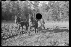 3984_Ploughing  with  mules ,Roanoke farms, Enfield, North Carolina