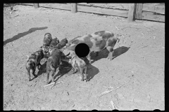 3986_Pigs feeding , Irwinville Farms , Georgia .