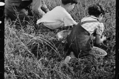 4012_Family from Italian community of Philadelphia working in cranberry bog