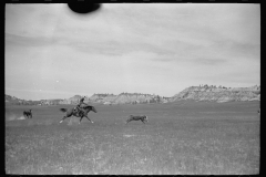 4066_Roping a calf,  Montana