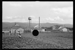 4148_Possibly potato crop Tygart Valley Homesteads