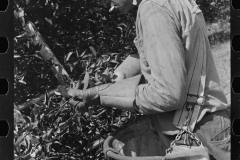 4157_Picking Oranges  near Lakeland, Florida