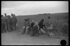 4164_ Migrant Vegetable pickers