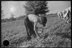 4191_Strawberry Pickers near Lakeland