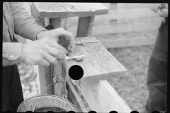 4223_Possibly castrating young lamb