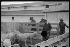 4227_Sheep in pen , Ravalli County