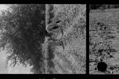 0017_Cotton Picking, Pike County, Mississippi