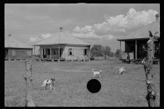0043_Sugar cane, Plaquemines Plantation Parish  Louisiana