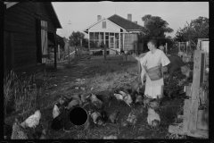 0046_Resettlement  farmer's wife with hens