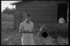 0051_Resettlement farmer with cow, Plaquemines Parish