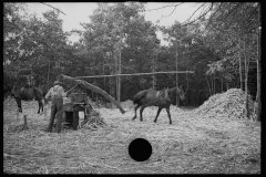 0078_Pressing sorghum cane, Fuquay Springs, North Carolina]