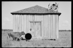 0235_ Sharecropper, Pulaski County, Arkansas, "Mother Lane"]