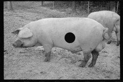0283_Pigs in mud,  Prince George's County, Maryland