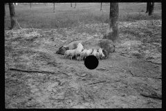 0291_Sow with her litter, Prince George's County, Maryland