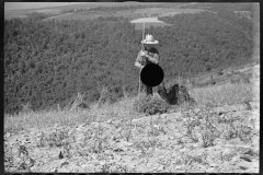 0380_Buckwheat field, Garrett County, Maryland