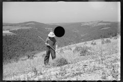 0381_Crop gathering,  Buckwheat , Garrett County, Maryland